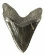 Huge, Fossil Megalodon Tooth #58471-2